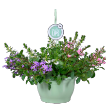 Scaevola hangpot trio